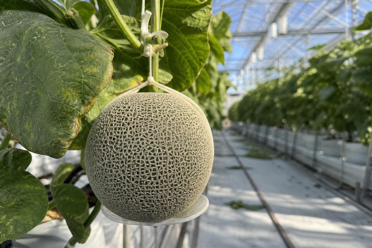日本玻璃溫室內單果吊蔓栽培的圓形網紋蜜瓜