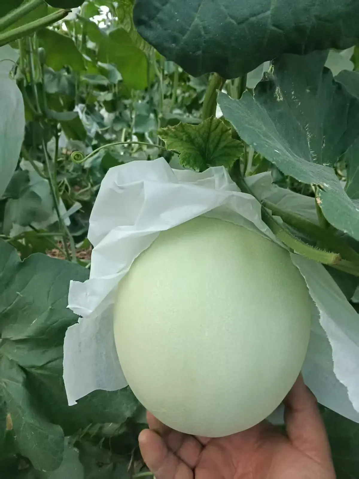 新疆哈密在地實拍：瓜農手托生長中的哈密瓜，果實覆白色保護紙，背景為茂盛瓜藤。