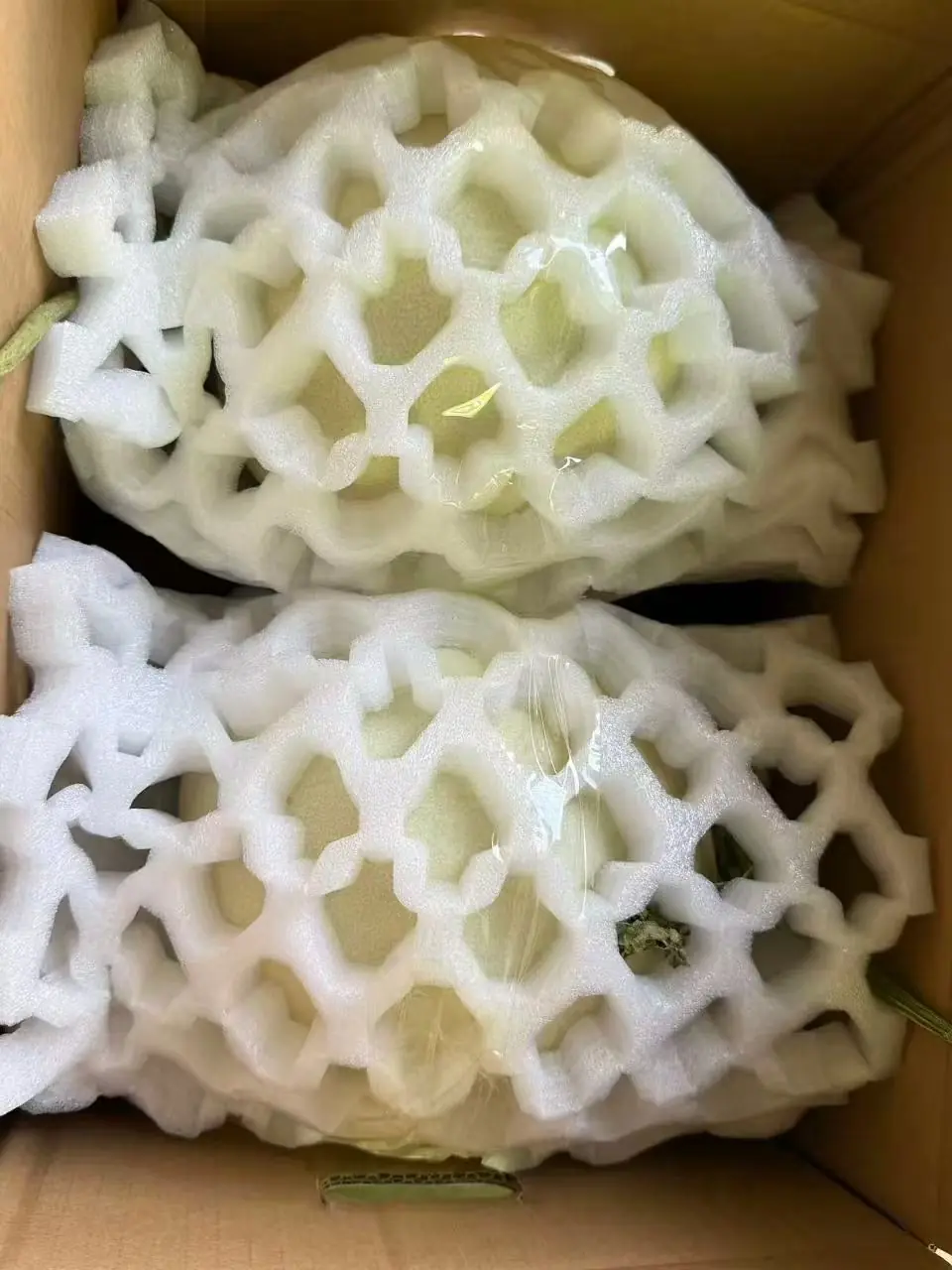 哈密瓜裝箱前套上白色保護網，降低整箱運輸期間的表皮碰撞。