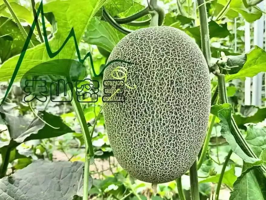 新疆哈密原產地實拍：藤上生長的密網紋哈密瓜，葉蔓環繞，展現田間成熟狀態。